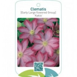 Clematis [Early Large flowered Group] ‘Kakio’