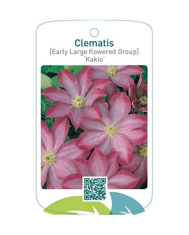 Clematis [Early Large flowered Group] ‘Kakio’