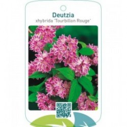 Deutzia xhybrida ‘Tourbillon Rouge’