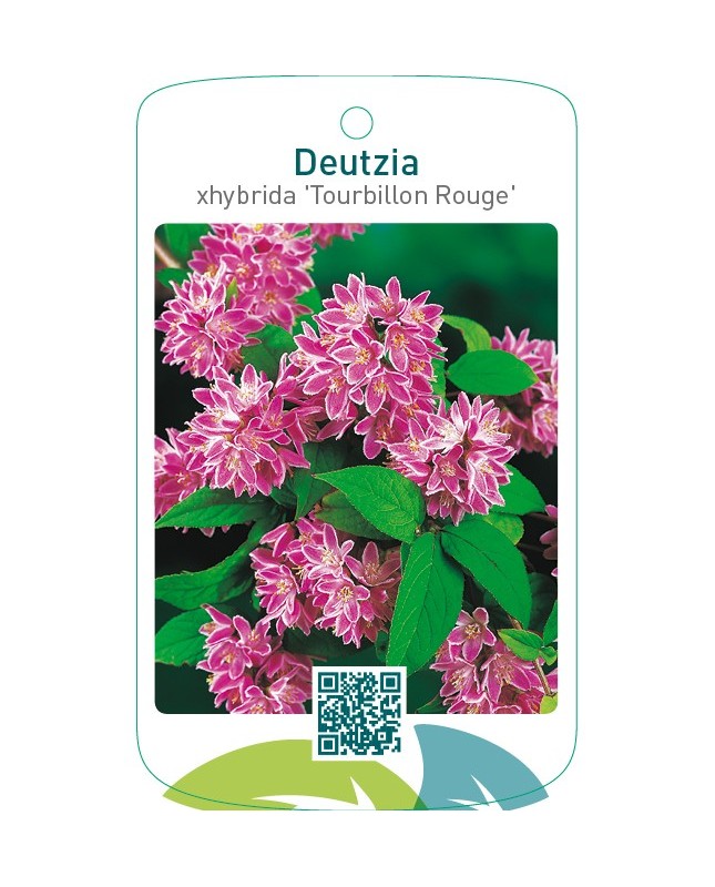 Deutzia xhybrida ‘Tourbillon Rouge’
