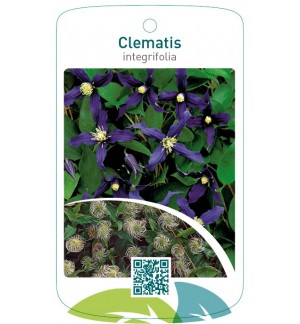 Clematis integrifolia