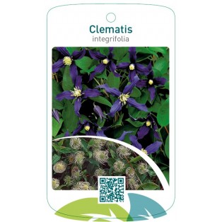 Clematis integrifolia