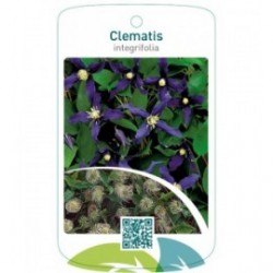 Clematis integrifolia