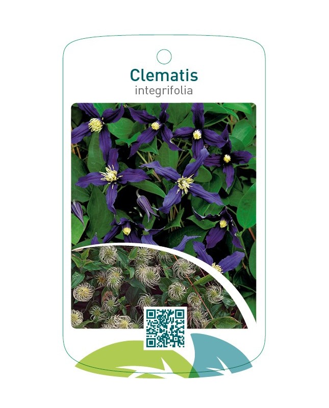 Clematis integrifolia