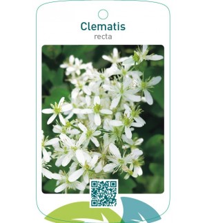 Clematis recta