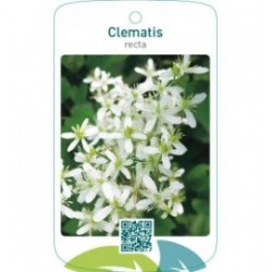 Clematis recta