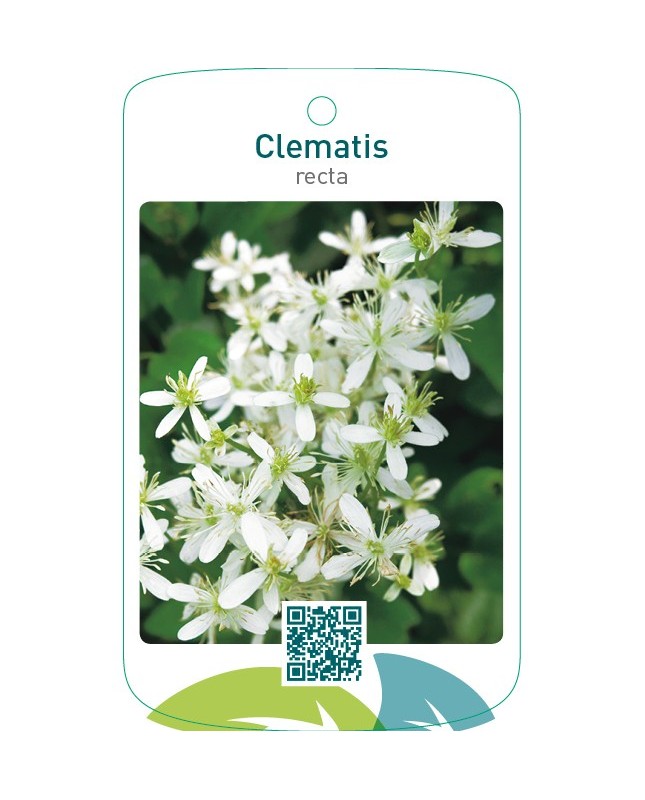 Clematis recta