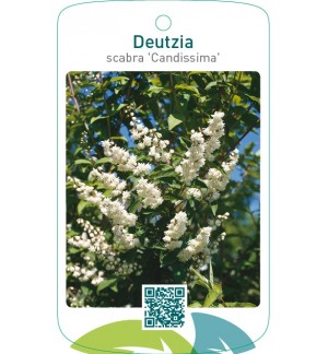 Deutzia scabra ‘Candissima’