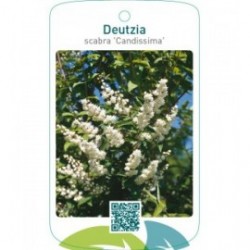 Deutzia scabra ‘Candissima’