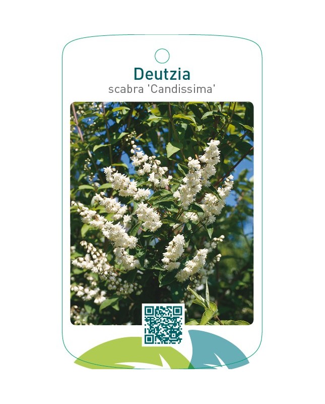 Deutzia scabra ‘Candissima’