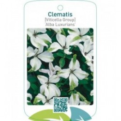 Clematis [Viticella Group] ‘Alba Luxurians’