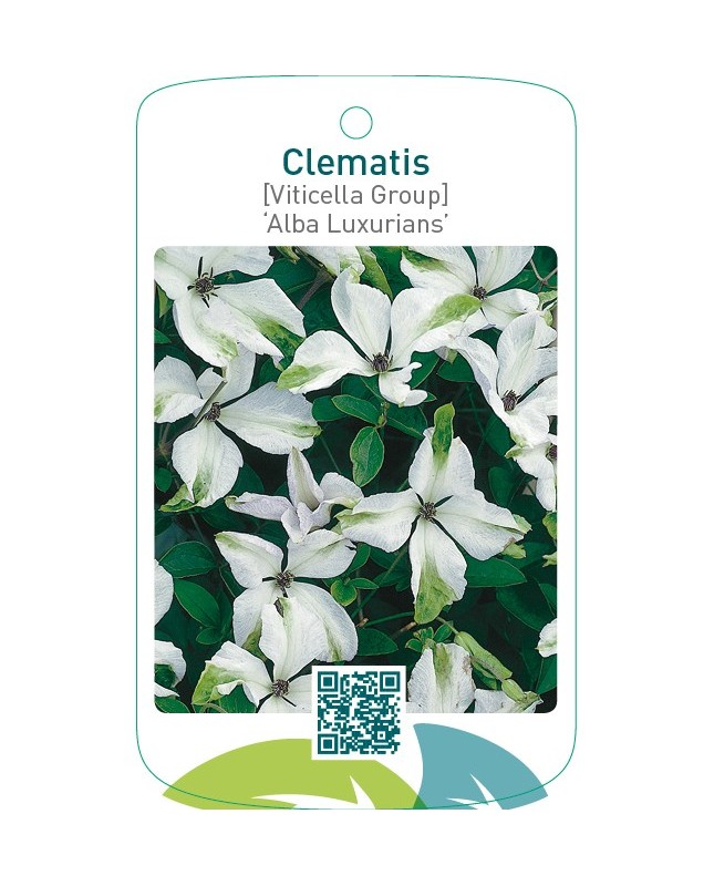 Clematis [Viticella Group] ‘Alba Luxurians’