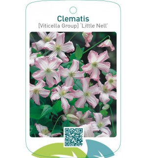 Clematis [Viticella Group] ‘Little Nell’