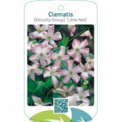 Clematis [Viticella Group] ‘Little Nell’