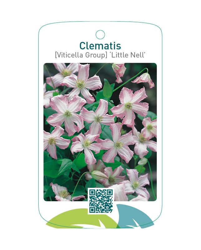 Clematis [Viticella Group] ‘Little Nell’