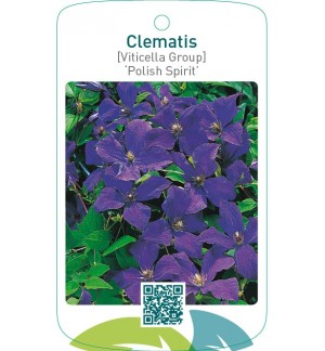Clematis [Viticella Group] ‘Polish Spirit’
