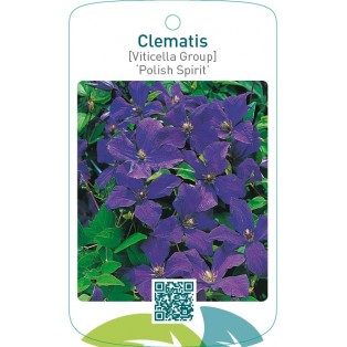 Clematis [Viticella Group] ‘Polish Spirit’