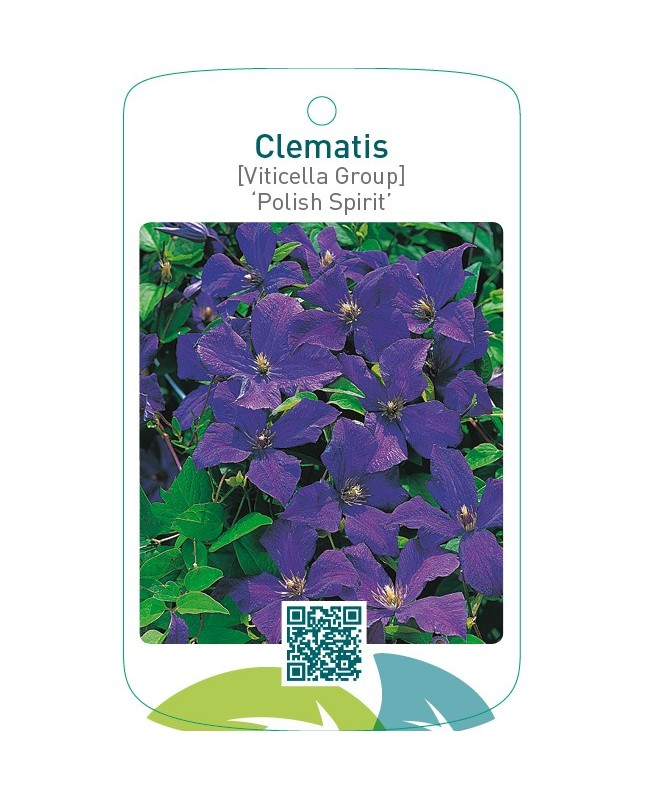 Clematis [Viticella Group] ‘Polish Spirit’