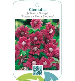 Clematis [Viticella Group] ‘Purpurea Plena Elegans’