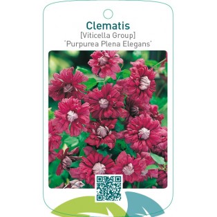 Clematis [Viticella Group] ‘Purpurea Plena Elegans’