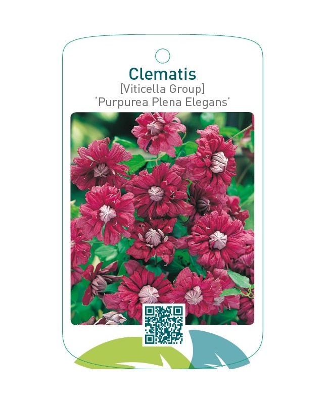 Clematis [Viticella Group] ‘Purpurea Plena Elegans’