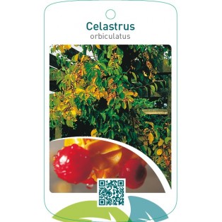 Celastrus orbiculatus