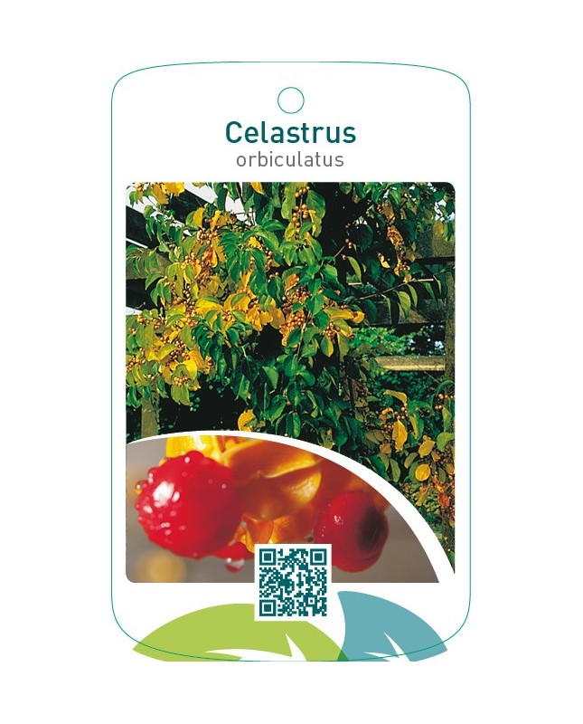 Celastrus orbiculatus