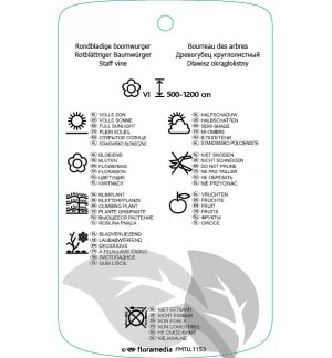 Etichette di Celastrus orbiculatus *