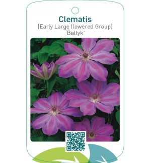 Clematis [Early Large flowered Group] ‘Baltyk’