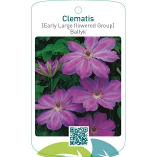 Clematis [Early Large flowered Group] ‘Baltyk’