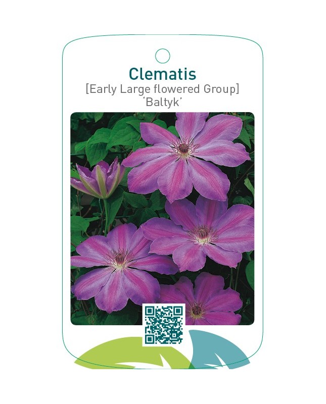 Clematis [Early Large flowered Group] ‘Baltyk’