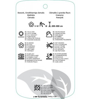 Etichette di Clematis [Early Large flowered Group] ‘Baltyk’ *