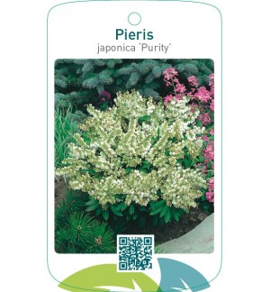 Pieris japonica ‘Purity’