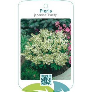 Pieris japonica ‘Purity’