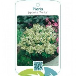 Pieris japonica ‘Purity’
