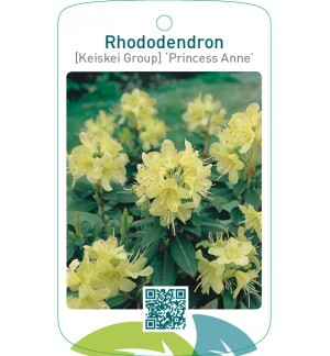 Rhododendron [Keiskei Group] ‘Princess Anne’