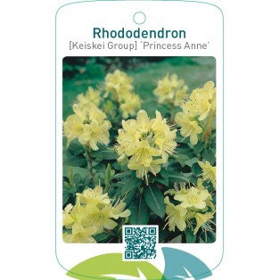 Rhododendron [Keiskei Group] ‘Princess Anne’
