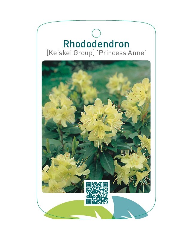 Rhododendron [Keiskei Group] ‘Princess Anne’