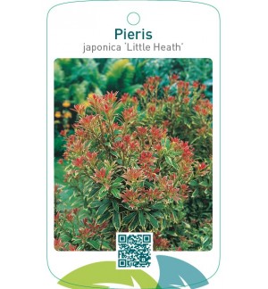 Pieris japonica ‘Little Heath’