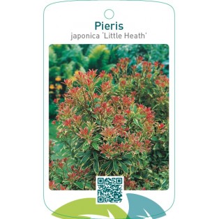 Pieris japonica ‘Little Heath’