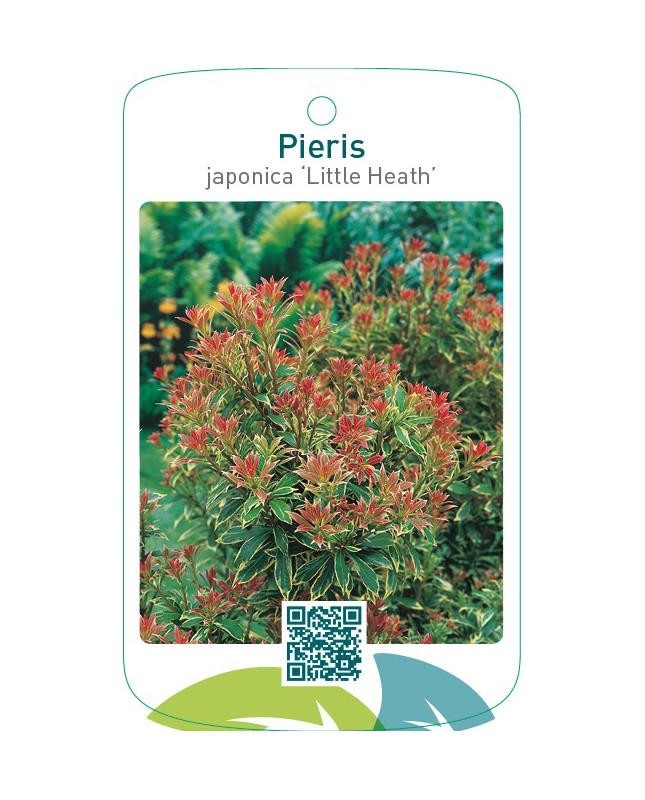 Pieris japonica ‘Little Heath’