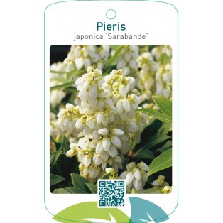 Pieris japonica ‘Sarabande’