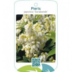 Pieris japonica ‘Sarabande’