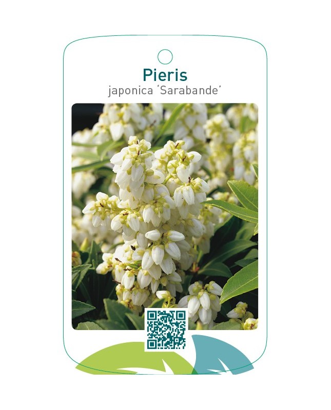 Pieris japonica ‘Sarabande’