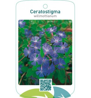Ceratostigma willmottianum