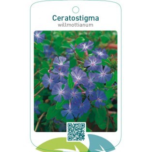 Ceratostigma willmottianum