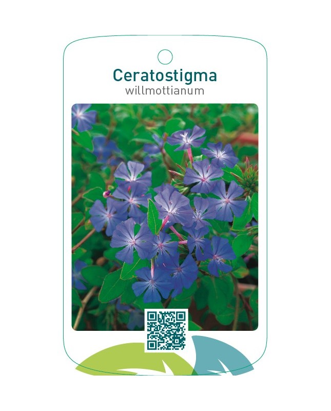 Ceratostigma willmottianum