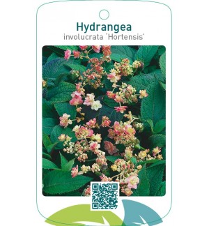 Hydrangea involucrata ‘Hortensis’