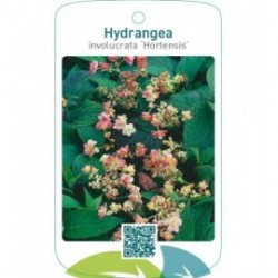 Hydrangea involucrata ‘Hortensis’