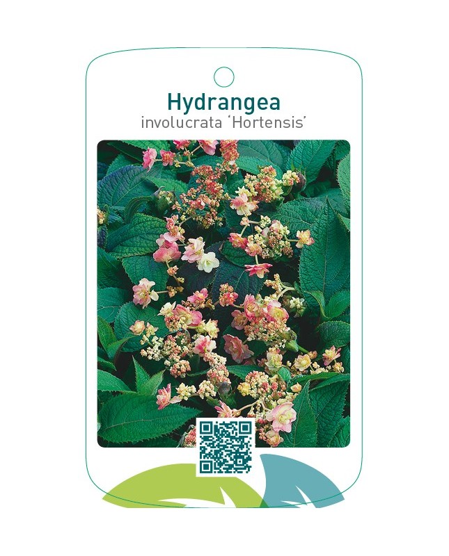 Hydrangea involucrata ‘Hortensis’